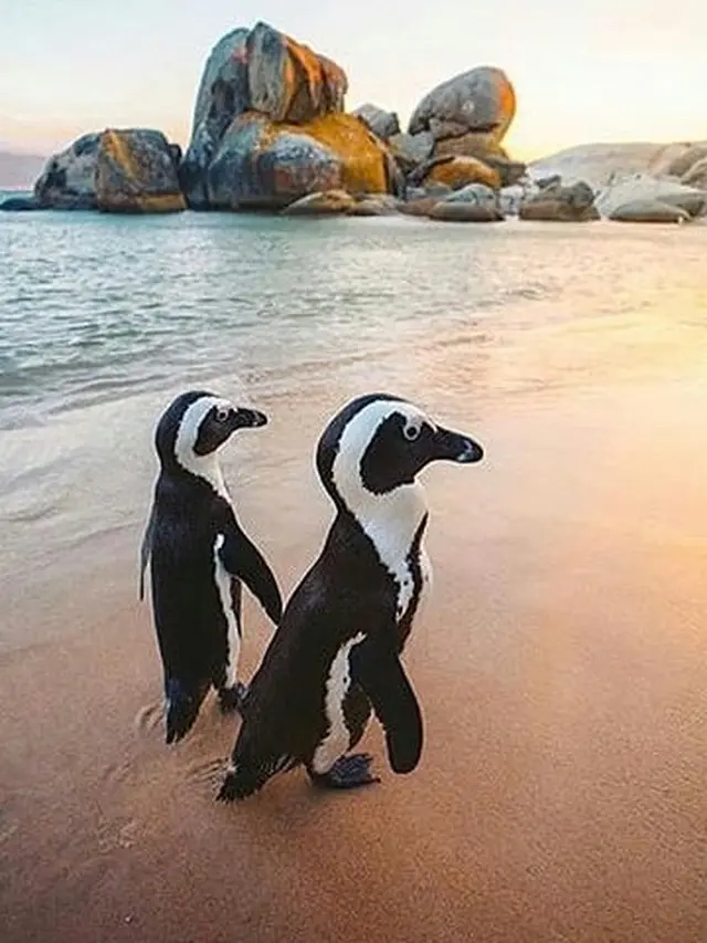 Interaksi Lucu Hewan di Alam Liar (sumber: Instagram/@fantastic.wildlife)