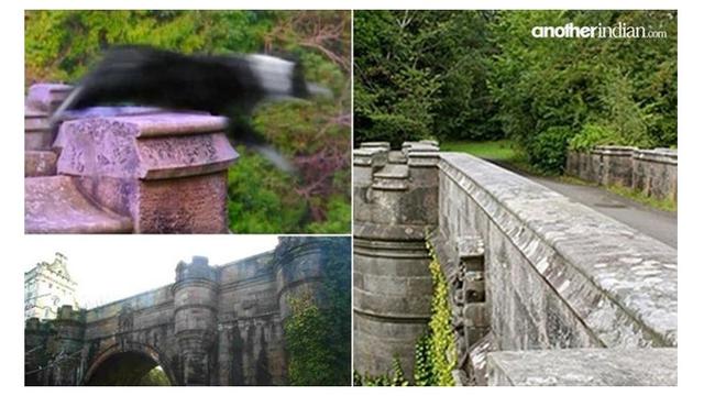 Kisah Misteri Di Balik Jembatan Overtoun Tempat Para Anjing Bunuh Diri Hot Liputan6 Com