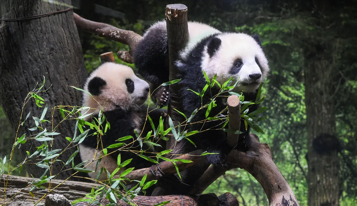 Panda kembar kelahiran Jepang Xiao Xiao (kanan) dan Lei Lei terlihat bersama di Kebun Binatang Ueno, Tokyo, Rabu (12/1/2022). Penampilan publik pertama kembar raksasa itu hanya dapat dilihat selama tiga hari dengan jumlah pengunjung yang terbatas. (Tokyo Zoological Park Society via AP)