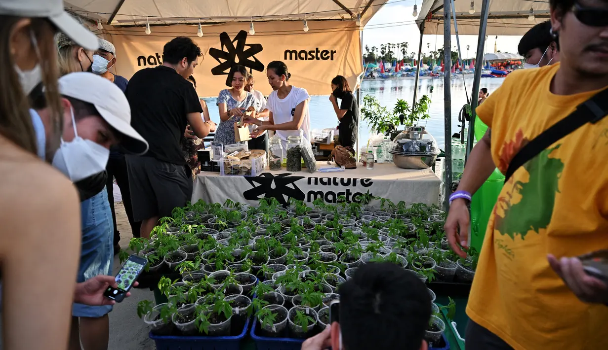Tanaman dipajang saat orang-orang berkumpul untuk merayakan legalisasi ganja di acara “Thailand: 420 Legalaew!” festival akhir pekan yang diselenggarakan oleh Highland di provinsi Nakhon Pathom pada 11 Juni 2022. (AFP/Lillian Suwanrumpha)