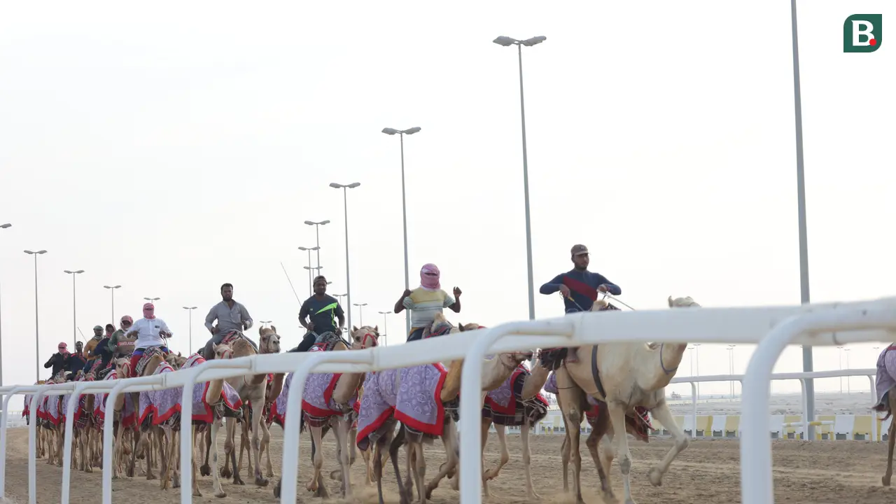 Al Shahaniya Camel Racetrack