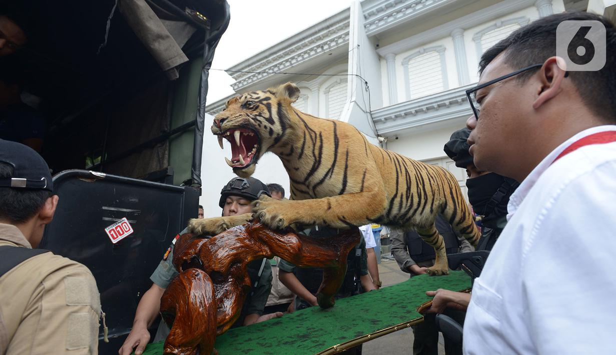 Petugas menyita Harimau Sumatera yang diawetkan (offset) saat penggeledahan terhadap rumah tersangka penodongan pelajar SMA menggunakan senjata api, Abdul Malik di kawasan Kemang, Kamis (26/12/2019). Polres Jakarta Selatan menyita empat hewan langka yang sudah dibekukan. (merdeka.com/Imam Buhori)