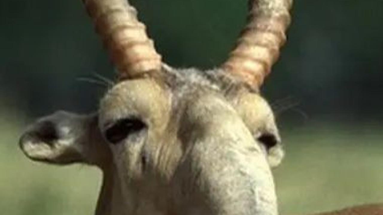 5. Saiga<br>