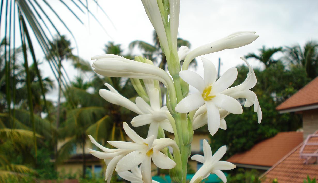 Konon, menanam pohon sedap malam di pekarangan rumah akan mendapat rasa tentram dan damai dalam kehidupan keluarga. (Wikipedia)