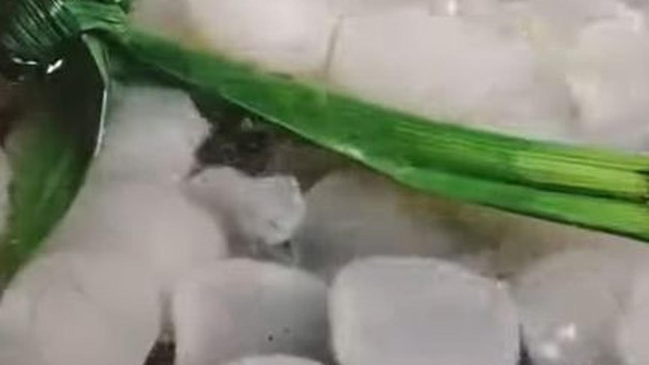 Rebus dengan Daun Pandan