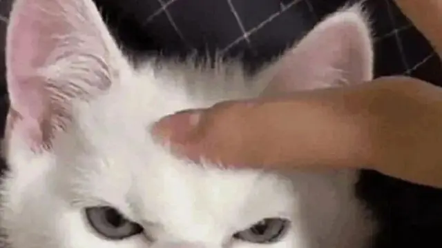 Makin Menggemaskan, Ini 7 Potret Kucing Sedang Ngambek yang Bikin Meringis