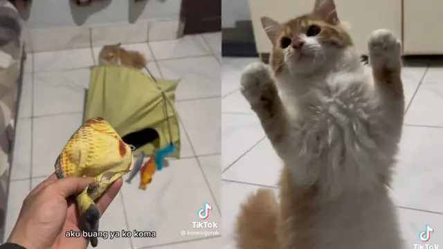 8 Tingkah Lucu Koma, Kucing Kesayangan Warga TikTok yang Berpisah dengan Pemiliknya