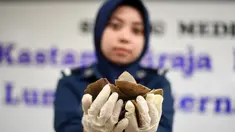 Petugas bea cukai Malaysia menggelar konferensi pers terkait penyitaan kulit trenggiling, Sepang, senin (8/5). Bea cukai Malaysia menyita lebih dari 700 kilogram kulit trenggiling senilai 2,12 juta dolar Amerika. (AFP/MANAN VATSYAYANA)