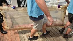 Staf dari Manly Sea Life Sanctuary membawa seekor hiu putih kecil sepanjang 1,5 meter menuju sebuah kapal di Sydney (12/9). Hiu putih diselamatkan oleh warga dan dibawa untuk dirawat sebelum dilepaskan kembali ke alam bebas. (AFP Photo/Peter Parks)