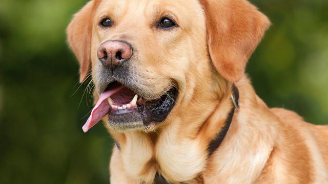 Ilustrasi Anjing Labrador