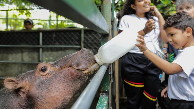 Seorang anak memberi makan Fatima, bayi kuda nil berusia dua setengah tahun, di Kebun Binatang Masaya, Nikaragua (6/9/2019). Fatima yang tiba minggu ini merupakan kuda nil pertama di kebun binatang nasional Nikaragua. (AFP Photo/Inti Ocon)