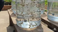 7 Tips Ternak Ikan Wader Cuma Pakai Galon untuk Pemula di Rumah