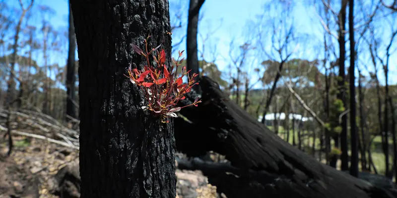 Tunas-Tunas Baru Setelah Kebakaran Hutan Australia