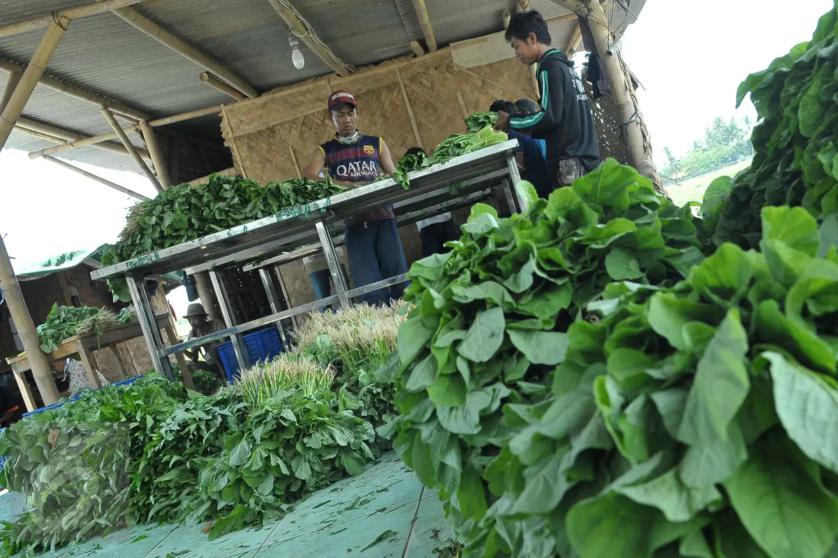 Petani Teluk Naga Hasilkan 5 Ton Sayuran per Hari