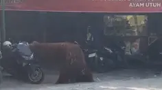 Orang Utan Solo Safari Kabur Masuk Warung Ayam Goreng, Pengelola Buka Suara