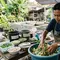 7 Pakan Alternatif untuk Ikan Gurame, Strategi Beternak yang Bisa Menekan Biaya