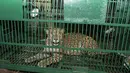 Macan tutul liar terlihat di dalam kandang setelah ditangkap di pinggiran Siliguri di timur laut India (9/5). Macan tutul ditangkap pejabat departemen kehutanan setelah beberapa hari berkeliaran di daerah tersebut. (AFP Photo/Diptendu Dutta)