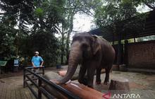 Bandung Zoo Belum Beroperasi Selama Libur Tahun Baru 2026, Pemkot Bandung Prioritaskan Manajemen