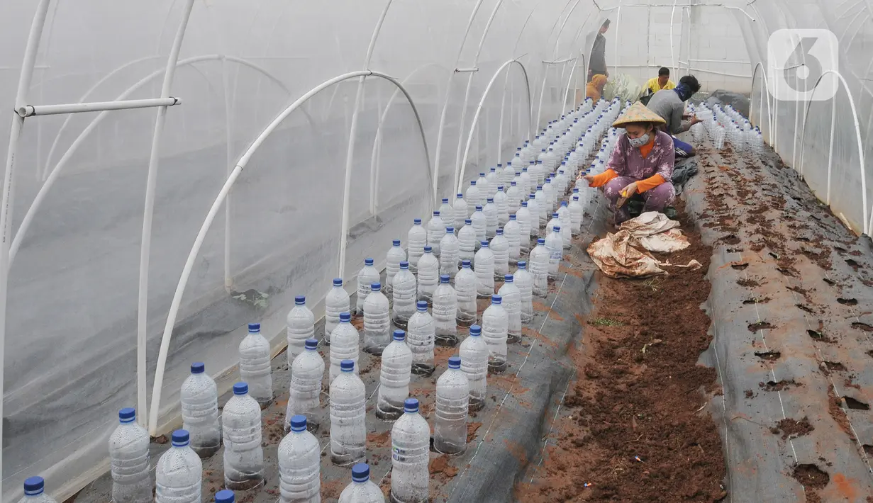 Aktivitas Maisa yang penyandang autisme dalam kebun hidroponik di kawasan Ciganjur, Jakarta, Rabu (9/2/2022). Kebun Maisa Petani yang dikembangkan sebagai wahana edukasi bagi penyandang disabilitas itu dapat menghasilkan rata-rata pendapatan sekitar Rp 10 juta/bulan (merdeka.com/Arie Basuki)
