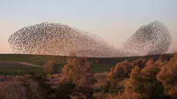 Sekitar 3.000 burung jalak terbang melakukan migrasi dalam berbagai formasi terlihat di langit dekat kota Rahat, selatan Israel, Senin (2/2/2015). (AFP Photo/Menahem Kahana)