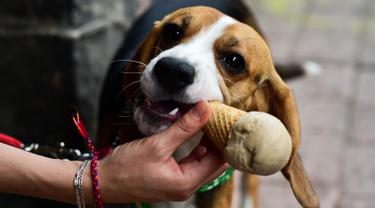20170409-Meksiko Bikin Es Krim Khusus untuk Anjing-AFP