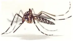 Belum sepenuhnya bebas dari virus-virus yang membahayakan, dunia harus terancam Virus Zika  yang belakangan menjadi perhatian.
