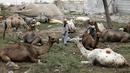 Seorang pria Pakistan memotong rambut unta di pasar ternak menjelang perayaan Idul Adha di Peshawar, Pakistan (1/7/2022). Idul Adha merupakan salah satu hari raya umat Islam di dunia yang identik dengan penyembelihan hewan kurban bagi yang mampu. (AP Photo/Muhammad Sajjad)