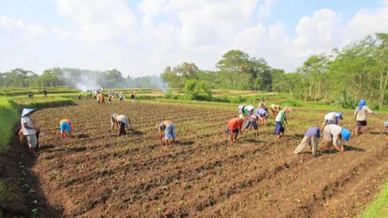 Potensi Kerugian Negara Karena Aturan Rokok Polos Tanpa Merek