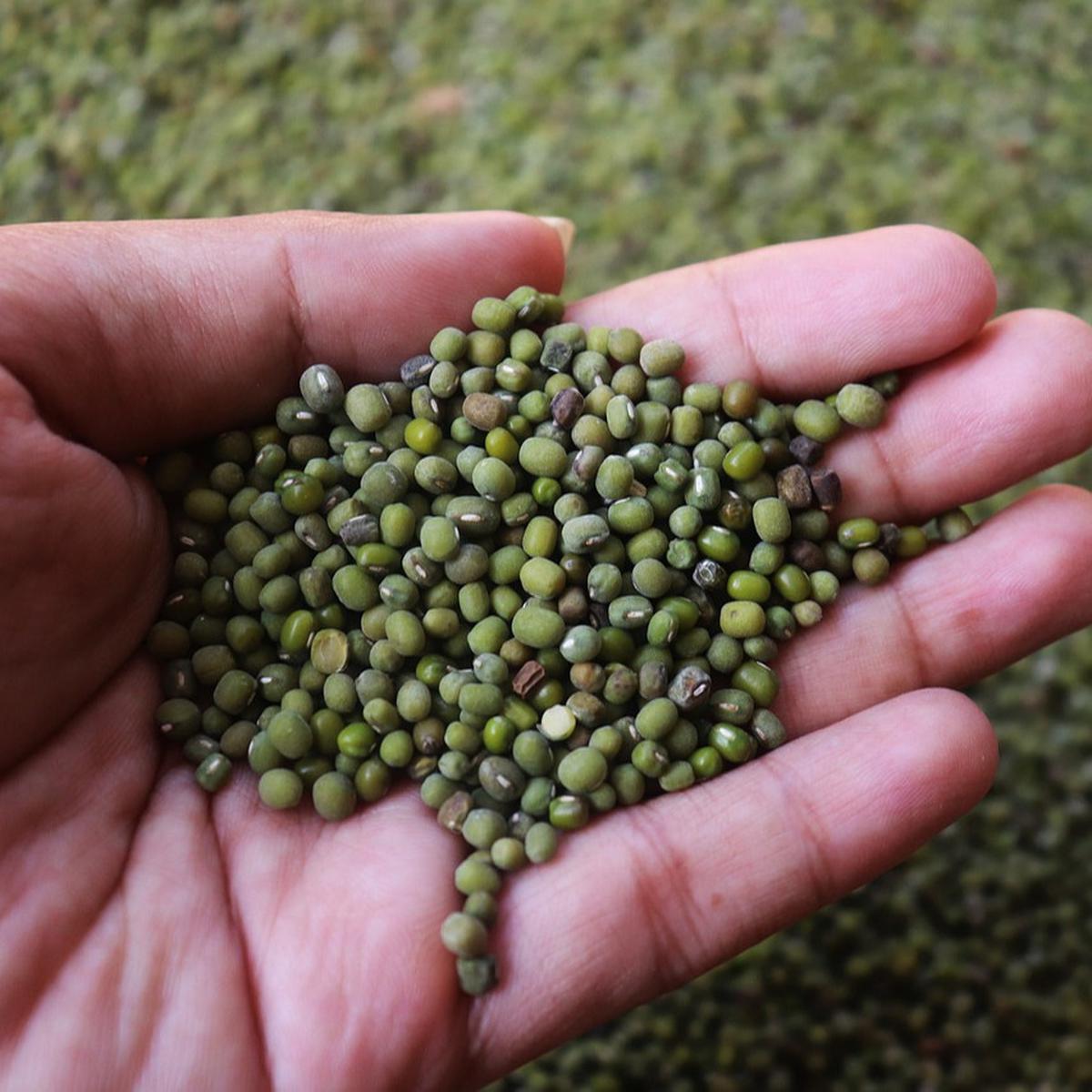 9 Manfaat Kacang Hijau untuk Pria, Cegah Gangguan Prostat hingga Tingkatkan Kesuburan