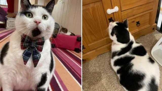 Punya Kucing Rakus, Wanita Ini Terpaksa Kunci Lemari Agar Makanannya Tak Dicuri