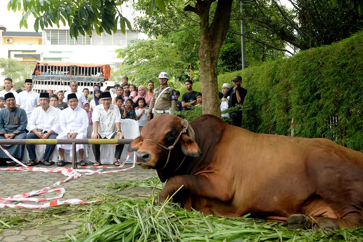 Sapi Limosin