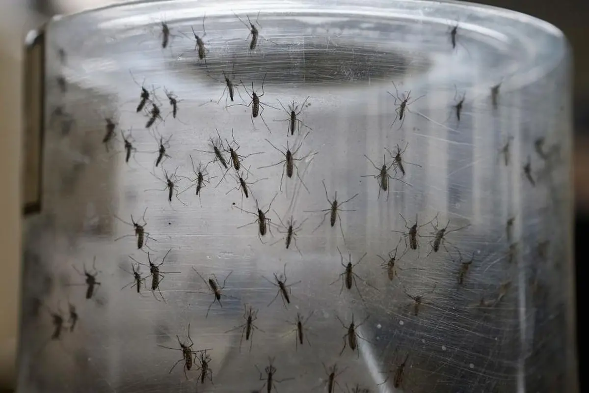 Kumpulan Foto-foto Bayi dengan Mikrosefali Akibat Virus Zika