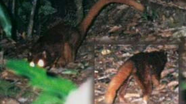 Gambar Sketsa Hewan Musang - Gambar Hewan