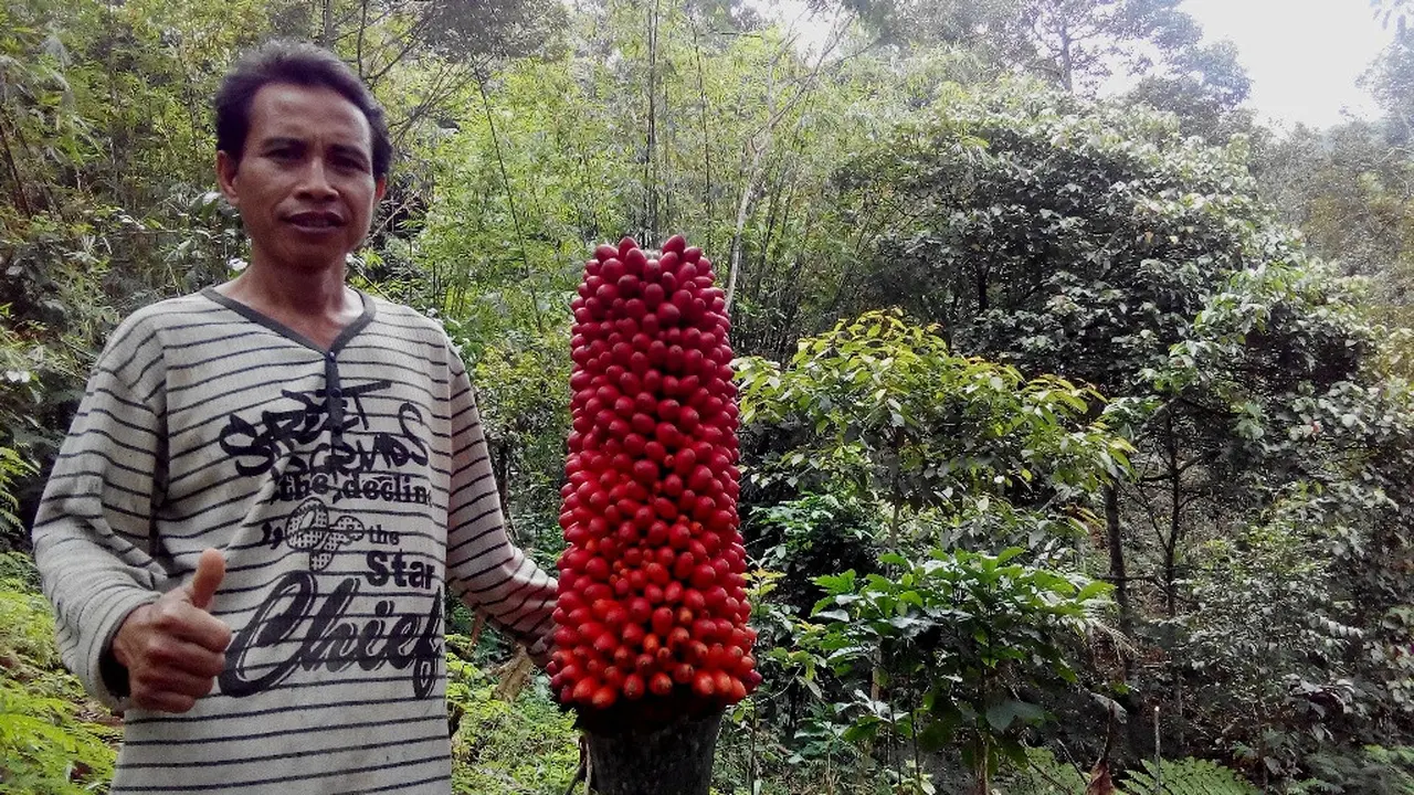 Pengorbanan Holidin Jaga Nafas Rafflesia dan Bunga Kibut