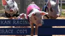 Sejumlah anak babi melintasi rintangan saat mengikuti balapan All Alaska Pig selama pekan raya tahunan Kern di Bakersfield, California (30/9). (AFP Photo/Mark Ralston)