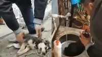 Mengharukan, Pria Ini Selamatkan Anjing Jalanan Dengan Susah Payah (sumber: twitter.com/L0vingnature)