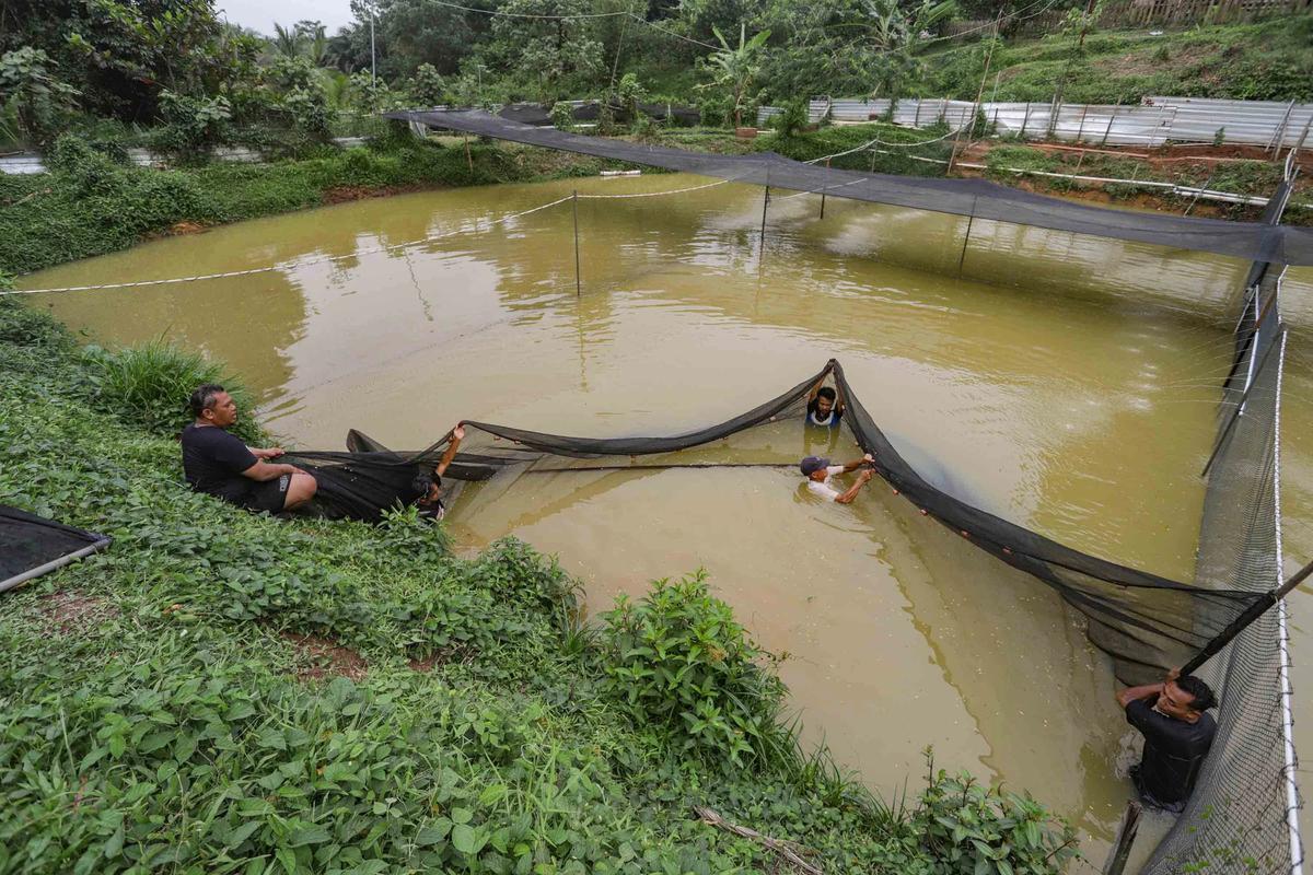FOTO: Mengintip Proses Budidaya Arwana, Si Ikan Hias Berharga Fantastis