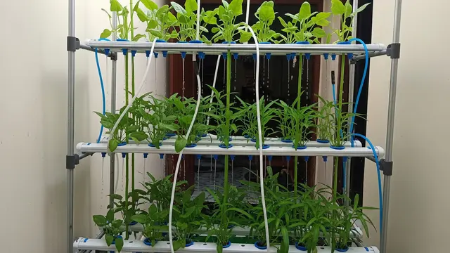 10 Ide Hidroponik Sayur Mini di Rak Vertikal Lorong Gang, Ubah Jadi Kebun Estetik