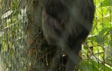 Lutung Jawa Lifa dan Tingting Dilepasliarkan di Hutan Kawasan Bromo