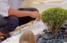 Bukti Cinta Sejati, Pria Tanami Makam Istrinya Pohon Kecil & Sirami Air, Netizen 'Sudah Meninggal Saja Sayangnya Kayak Gini