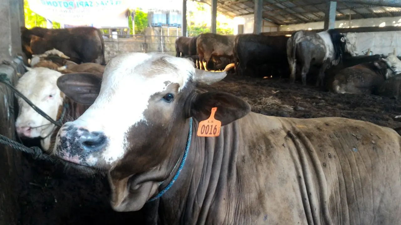 Sapi dewasa siap jadi hewan kurban. (Foto: Liputan6.com/Muhamad Ridlo)