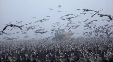 Ribuan Bangau Abu-Abu mengerumuni traktor yang menyebarkan makanan di sekitar Danau Agamon Hula, Israel, Kamis (21/2). Sekitar 50 ribu ekor Bangau Abu-Abu tinggal selama musim dingin di Danau Agamon Hula. (MENAHEM KAHANA/AFP)