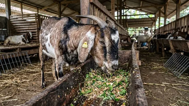 Comboran Kambing