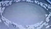 Kawanan domba berjalan melingkar di China (Sumber: Twitter/PDchina)