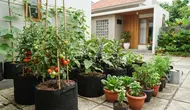 7 Kebun Sayur Minimalis di Pekarangan Rumah, Inspirasi Praktis yang Hemat Tempat