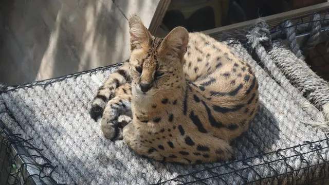 Gambar kucing Savannah