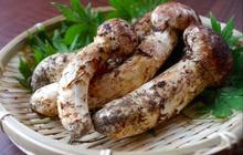 Jamur Matsutake, Kini Menjadi Jamur Termahal di Dunia