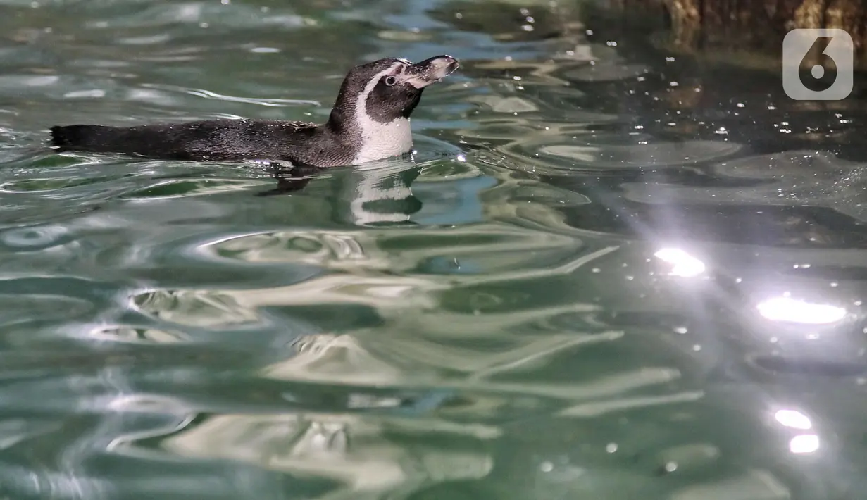 Bayi penguin berenang di Ocean Dream Samudra, Ancol, Jakarta Utara, Senin (13/3/2023). Dalam upaya program pengembangbiakan tersebut telah melakukan modifikasi habitat untuk dapat memberikan kondisi lingkungan sesuai dengan habitat alaminya. (merdeka.com/Iqbal S Nugroho)