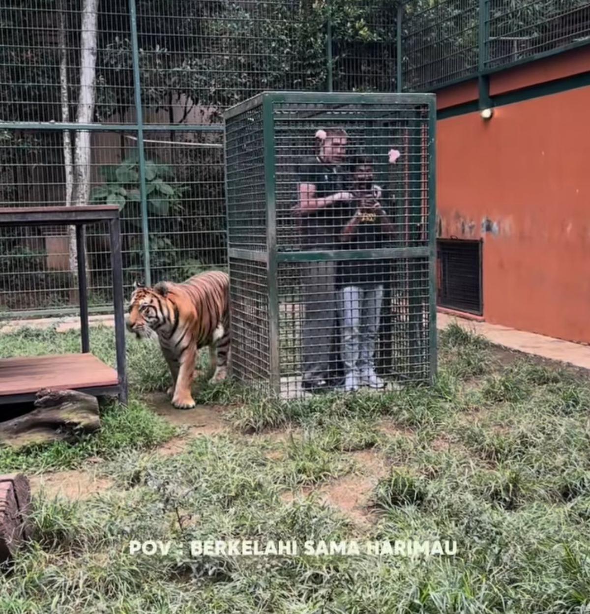 Aisar Khaled Panik Masuk Kandang Harimau Alshad Ahmad, Ekspresi Lucunya Bikin Netizen Ngakak!
