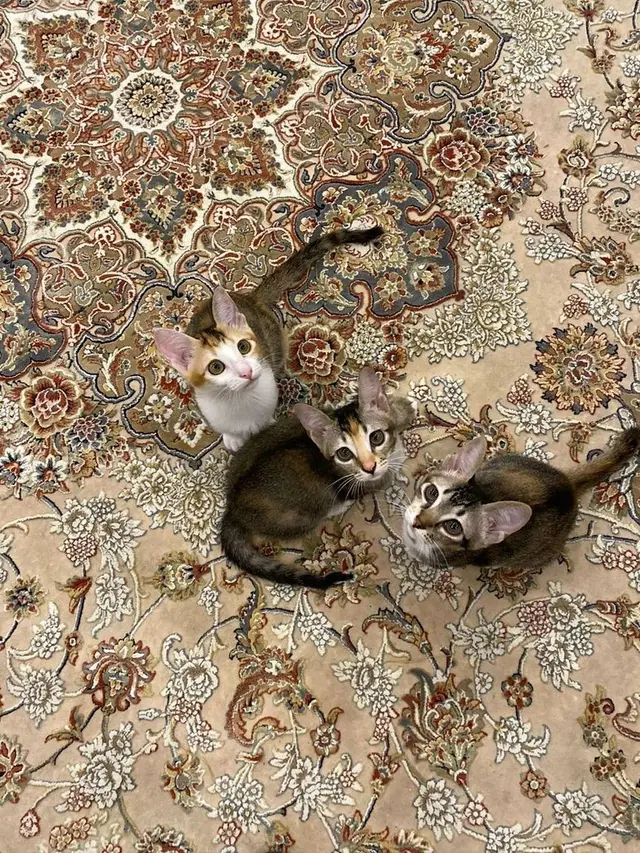 Mika, Miki, dan Miko.